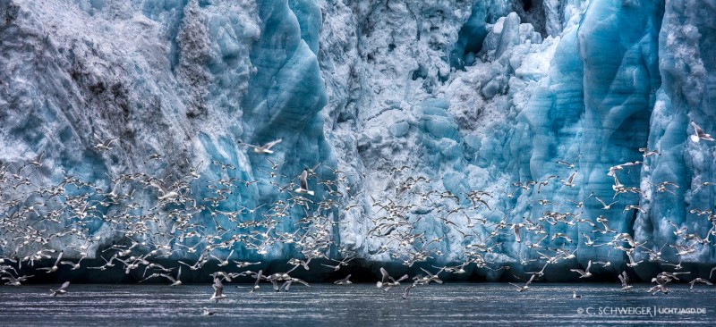 Gulls---Svalbard-II.jpg