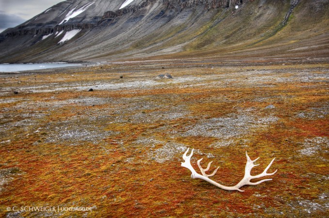 Svalbard-orange.jpg