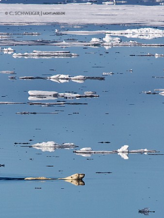 Swimming-Polarbear.jpg