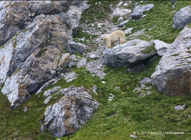polarbear-in-the-mountains.jpg