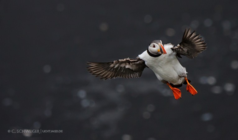 Puffin-I.jpg
